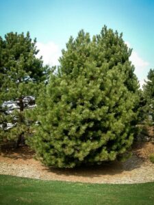 Сосна Чёрная (Pinus Nigra) купить по цене от 270.00р. в интернет-магазине «Посадика» с доставкой почтой в в Верещагиное и по всей России – [изображение №1].