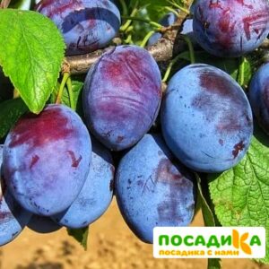 Слива Чачакская ранняя купить по цене от 229.00р. в интернет-магазине «Посадика» с доставкой почтой в в Верещагиное и по всей России – [изображение №1].