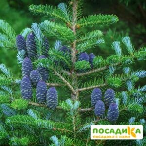 Пихта корейская (Abies koreana) купить по цене от 450.00р. в интернет-магазине «Посадика» с доставкой почтой в в Верещагиное и по всей России – [изображение №1].