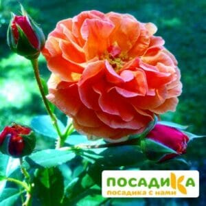 Роза Арабия купить по цене от 350.00р. в интернет-магазине «Посадика» с доставкой почтой в в Верещагиное и по всей России – [изображение №1].