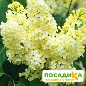 Сирень Примроуз (Primrose) купить по цене от 529.00р. в интернет-магазине «Посадика» с доставкой почтой в в Верещагиное и по всей России – [изображение №1].