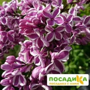 Сирень Сенсация купить по цене от 529.00р. в интернет-магазине «Посадика» с доставкой почтой в в Верещагиное и по всей России – [изображение №1].