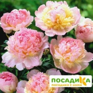 Пион Распберри Сандей (Paeonia Raspberry Sundae) купить по цене от 959р. в интернет-магазине «Посадика» с доставкой почтой в в Верещагиное и по всей России – [изображение №1].