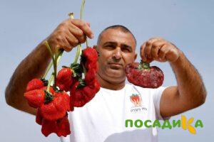 Клубника Гигант Джорнея купить по цене от 266р. в интернет-магазине «Посадика» с доставкой почтой в в Верещагиное и по всей России – [изображение №1].