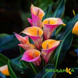 Калла Оникс купить по цене от 450р. в интернет-магазине «Посадика» с доставкой почтой в в Верещагиное и по всей России – [изображение №1].