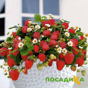 Клубника Рубиновый Шепот (горшечная) купить по цене от 240р. в интернет-магазине «Посадика» с доставкой почтой в в Верещагиное и по всей России – [изображение №1].