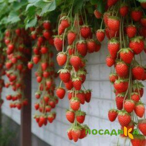 Клубника вьющаяся Комплимент купить по цене от 470р. в интернет-магазине «Посадика» с доставкой почтой в в Верещагиное и по всей России – [изображение №1].