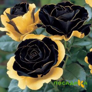 Роза Ханни Сикл купить по цене от 700р. в интернет-магазине «Посадика» с доставкой почтой в в Верещагиное и по всей России – [изображение №1].