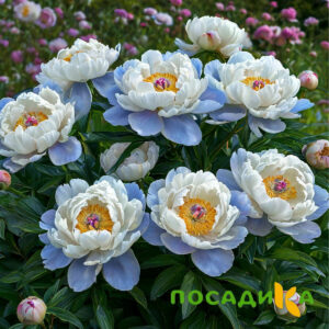 Пион акварельный Этюд купить по цене от 806р. в интернет-магазине «Посадика» с доставкой почтой в в Верещагиное и по всей России – [изображение №1].