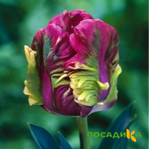 Тюльпан Экзотик Хэвен купить по цене от 186р. в интернет-магазине «Посадика» с доставкой почтой в в Верещагиное и по всей России – [изображение №1].