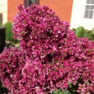 Флокс Филингс купить по цене от 329р. в интернет-магазине «Посадика» с доставкой почтой в в Верещагиное и по всей России – [изображение №1].