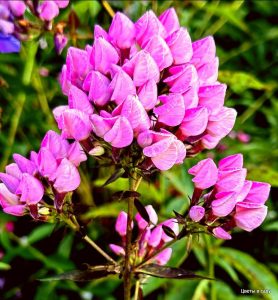 Флокс Бутоник купить по цене от 461р. в интернет-магазине «Посадика» с доставкой почтой в в Верещагиное и по всей России – [изображение №1].