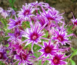 Флокс Звездное Кружево купить по цене от 361р. в интернет-магазине «Посадика» с доставкой почтой в в Верещагиное и по всей России – [изображение №1].